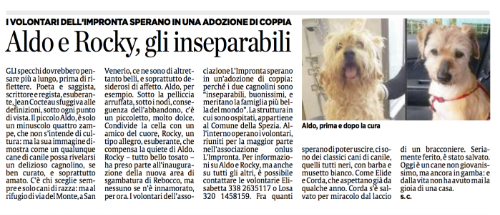 La trasformazione del nostro Aldo raccontata dalla giornalista Sondra Coggio su Il Secolo XIX.
Per agevolare la lettura dell’articolo lo riportiamo qui sotto in maniera integrale:
Gli specchi dovrebbero pensare più a lungo, prima di riflettere. Poeta e saggista, scrittore e regista, esuberante, Jean Cocteau sfuggiva alle definizioni, sotto ogni punto di vista. Il piccolo Aldo, è solo un minuscolo quattro zampe, che non s’intende di cultura: ma la sua immagine dimostra come un qualunque cane di canile possa rivelarsi un delizioso cagnolino, se ben curato, e soprattutto amato. C’è chi sceglie sempre e solo cani di razza: ma al rifugio di via del Monte, a San Venerio, ce ne sono di altrettanto belli, e soprattutto desiderosi di affetto. Aldo, per esempio. Sotto la pelliccia arruffata, sotto i nodi, conseguenza dell’abbandono, c’è un piccoletto, molto dolce. Condivide la cella con un amico del cuore, Rocky, un tipo allegro, esuberante, che compensa la quiete di Aldo. Rocky – tutto bello tosato – ha preso parte all’inaugurazione della nuova area di sgambatura di Rebocco, ma nessuno se n’è innamorato, per ora. I volontari dell’associazione L’Impronta sperano in un’adozione di coppia: perché i due cagnolini sono “inseparabili, buonissimi, e meritano la famiglia più bella del mondo”. La struttura in cui sono ospitati, appartiene al Comune della Spezia. All’interno operano i volontari, riuniti per la maggior parte nell’associazione onlus L’Impronta. Per informazioni su Aldo e Rocky, ma anche su tutti gli altri, è possibile contattare le volontarie Elisabetta 338 2635117 o Losa 320 1458159. Fra quanti sperano di poter uscire, ci sono dei classici cani di canile, quelli tutti neri, con barba e musetto bianco. Come Elide e Corda, che aspettano già da qualche anno. Corda s’è salvato per miracolo dal laccio di un bracconiere. Seriamente ferito, è stato salvato. Oggi è un cane non giovanissimo, ma ancora in gamba: e dalla vita non ha avuto mai la gioia di una casa.