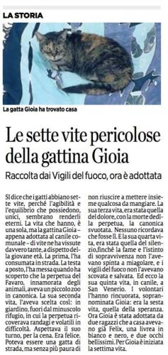 La settima vita della nostra Gioia raccontata dalla giornalista Sondra Coggio  su Il Secolo XIX.
Per agevolare la lettura dell’articolo lo riportiamo qui sotto in maniera integrale:
Si dice che i gatti abbiano sette vite, perché l’agibilità e l’equilibrio che possiedono, unici, sembrano renderli eterni. La vita che hanno, è una sola, ma la gattina Gioia – appena adottata al canile comunale – di vite ne ha vissute davvero tante, a dispetto della giovane età. La prima, l’ha consumata in strada. Cucciola, e randagia, per vocazione. La testa a posto, l’ha messa quando ha scoperto che la perpetua del Favaro, innamorata degli animali, aveva un piccolo zoo in canonica. La sua seconda vita, l’aveva scelta così: in giardino, fuori dal minuscolo rifugio, in cui la perpetua ricoverava randagi e volatili in difficoltà. Aspettava il suo turno, per la cena. Era felice. Poteva essere una gatta di strada, ma senza più paura di non riuscire a mettere insieme qualcosa da mangiare. La sua terza vita, era stata quella del dolore. La morte della perpetua, l’aveva gettata nello sconforto. E non soltanto perché la canonica era stata svuotata, e non c’erano più animali. Sbaglia, chi dice che i gatti non si affezionino. Nutrono invece sentimenti, hanno emozioni, che mascherano sotto lo sguardo enigmatico, sotto i gesti nobilmente fieri. Lei, non si era fatta trovare. Nessuno ricordava che fosse lì. E la sua quarta vita, era stata quella del silenzio. Si era chiusa in sé stessa, lasciandosi andare. Aspettava e aspettava, ma la perpetua non sarebbe tornata più, purtroppo. E la gattina, distrutta, aveva deciso di non esistere più. Era rimasta muta finché la fame e l’istinto di sopravvivenza non l’avevano spinta a miagolare, e i vigili del fuoco non l’avevano scovata. E salvata. Era tutta ossa e pelliccia. Ed ecco la sua quinta vita, quella del rifiuto. In canile, a San Venerio, i volontari dell’Impronta ce l’avevano messa tutta, per farle capire che poteva ancora esserci un futuro. L’esistenza espone al dolore, ma può anche dare gioia. E così l’avevano soprannominata, Gioia, perché doveva tornare a sorridere. Ci erano riusciti, era iniziata la sua sesta vita. Quella della speranza. L’avevano proposta, i volontari, a chi saliva alla struttura di San Venerio: ma si sa. Ci sono sguardi che si devono incrociare, e ci vuole pazienza. Un’adozione non è immediata, serve quell’istante, unico, preciso, in cui ciascuno sceglie l’altro. E quell’istante è arrivato. Due ragazzi, giovani, sono saliti alla struttura comunale, cercando un gatto. Sono usciti con due. Uno è Felix, deliziosa creatura, una livrea in bianco e nero, e due occhi bellissimi. L’altra è stata proprio Gioia, che – a dispetto delle sei vite già trascorse – è in realtà una gatta giovane, piena di vita. La sua settima vita comincia adesso, e sarà lunghissima e felice. E comunque, per eventuali balzi felini troppo azzardati, non sarà mica l’ultima. All’estero, tanto per dire, si parla delle nove vite del gatto…