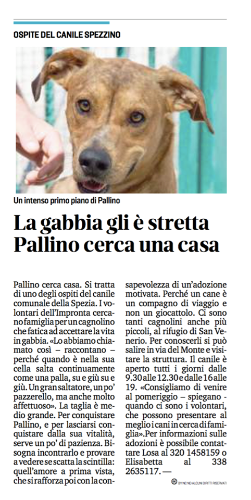 Articolo dedicato al nostro Pallino che cerca casa.
 
Per agevolarne la lettura lo riportiamo qui sotto in maniera integrale:
 
Pallino cerca casa. Si tratta di uno degli ospiti del canile comunale della Spezia.I volontari dell’Impronta cercano famiglia per un cagnolino che fatica ad accettare la vita in gabbia.«Lo abbiamo chiamato così – raccontano – perché quando è nella sua cella salta continuamente come una palla, su e giù su e giù. Un gran saltatore, un po' pazzerello, ma anche molto affettuoso».La taglia è medio grande. Per conquistare Pallino, e per lasciarsi conquistare dalla sua vitalità, serve un po' di pazienza.Bisogna incontrarlo e provare a vedere se scatta la scintilla: quell'amore a prima vista, che si rafforza poi con la consapevolezza di un'adozione motivata. Perché un cane è un compagno di viaggio e non un giocattolo.Ci sono tanti cagnolini anche più piccoli, al rifugio di San Venerio. Per conoscerli si può salire in via del Monte e visitare la struttura.
 
 